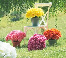 Pot chrysanthèmes - Gifi à Thiais Pot chrysanthèmes en promo chez Gifi Thiais à 12,00 €