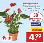 Aktuelle Zimmerpflanzen Angebote bei Netto Marken-Discount in Düsseldorf Aktuelles Flamingoblume Angebot bei Netto Marken-Discount in Düsseldorf ab 4,99 €