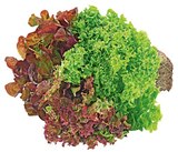 Wurzelsalat Salattrio Angebote von REWE Regional bei REWE Kleve für 1,29 €