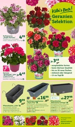 Blumentopf Angebot im aktuellen Pflanzen Kölle Prospekt auf Seite 5