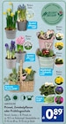 Aktuelles Primel Angebot bei ALDI SÜD in Mönchengladbach ab 0,89 €
