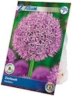 Blumenzwiebeln Herbst im aktuellen Netto mit dem Scottie Prospekt