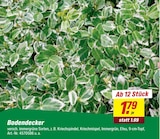 Bodendecker im aktuellen toom Baumarkt Prospekt