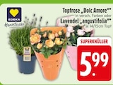Aktuelle Blumen Angebote bei EDEKA in Augsburg Aktuelles Topfrose Dolc Amore Angebot bei EDEKA in Augsburg ab 5,99 €