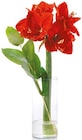Amaryllis-Eukalyptus-Mix bei Netto mit dem Scottie im Burg Prospekt für 5,98 €