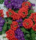 Aktuelle Blumen Angebote bei toom Baumarkt in Wolfsburg Aktuelles Eisenkraut-Trio Angebot bei toom Baumarkt in Wolfsburg ab 3,99 €