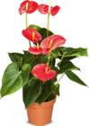 Aktuelles Anthurie Angebot bei Netto Marken-Discount in Aachen ab 9,99 €