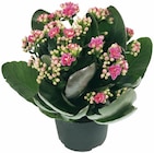 Kalanchoe bei Penny im Prospekt "" für 2,49 €