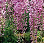 Promo Plantes Grimpantes Mellifères Chèvrefeuille à 11,90 € dans le catalogue Hyper U à Colmar