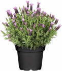 Schopflavendel bei Hagebaumarkt im Quickborn Prospekt für 4,99 €