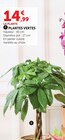 Plantes vertes en promo chez Super U Saint-Nazaire à 14,99 €