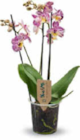 Aktuelle Zimmerpflanzen Angebote bei Netto Marken-Discount in Hamburg Aktuelles Orchidee Multiflora Angebot bei Netto Marken-Discount in Hamburg ab 9,99 €