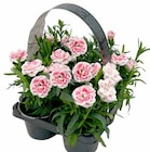 Nelke – 4 Stück im Tray von  im aktuellen Pflanzen Kölle Prospekt für 6,66 €