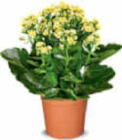 Aktuelle Blumen Angebote bei Netto Marken-Discount in Bremen Aktuelles Kalanchoe Angebot bei Netto Marken-Discount in Bremen ab 1,99 €