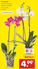 Netto Marken-Discount Schwalmstadt - Orchidee Angebot im Prospekt Orchidee bei Netto Marken-Discount im Schwalmstadt Prospekt für 4,99 €