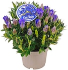 Penny Hemer - Enzian Angebot im Prospekt Enzian bei Penny im Hemer Prospekt für 2,99 €