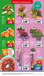 Blumen Angebot im aktuellen Lidl Prospekt auf Seite 7