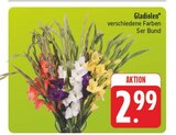 Gladiolen Angebote bei EDEKA Bayreuth für 2,99 €