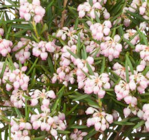 Rosmarinheide von Kölle im aktuellen Pflanzen Kölle Prospekt
