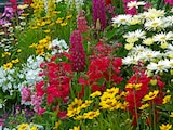 Promo Vivaces fleuries ECLOZ à 6,99 € dans le catalogue Jardiland à Corbeil-Essonnes
