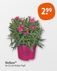 Aktuelles Nelken Angebot bei tegut in Erlangen ab 2,99 €