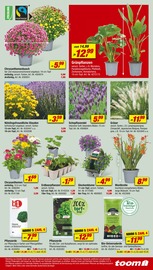 Ähnliche Angebote wie Blumenerde im Prospekt "Respekt, wer's selber macht." auf Seite 5 von toom Baumarkt in Dortmund