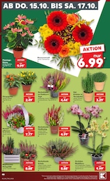 Kaufland Pflanzen im Prospekt Kaufland Pflanzen im Prospekt