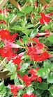 Dipladenia pot 9 cm en promo chez Intermarché Dipladenia pot 9 cm dans le catalogue Intermarché