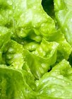 Salate und Kräuter Angebote bei ZG Raiffeisen Freiburg für 1,99 €