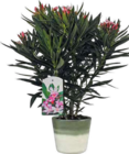 Aktuelle Blumentopf Angebote bei Hornbach in Reutlingen Aktuelles Oleander Angebot bei Hornbach in Reutlingen ab 9,99 €
