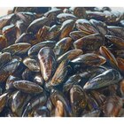 Moules de bouchot FILIÈRE QUALITÉ CARREFOUR - Carrefour Moules de bouchot FILIÈRE QUALITÉ CARREFOUR à 3,99 € dans le catalogue Carrefour