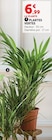 Plantes vertes en promo chez Super U Saint-Nazaire à 6,99 €