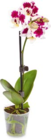 Aktuelle Zimmerpflanzen Angebote bei Netto Marken-Discount in Bonn Aktuelles Mini Orchideen Angebot bei Netto Marken-Discount in Bonn ab 3,99 €