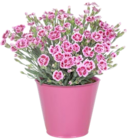 Aktuelle Blumen Angebote bei Thomas Philipps in Osnabrück Aktuelles Nelke Dianthus "Pink Kisses" Angebot bei Thomas Philipps in Osnabrück ab 1,99 €