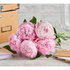 Bouquet de 5 pivoines doubles - FLEUR - Carrefour à Strasbourg Bouquet de 5 pivoines doubles - FLEUR en promo chez Carrefour Strasbourg à 4,99 €