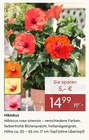 Aktuelles Hibiskus Angebot bei Pflanzen Kölle in Nürnberg ab 14,99 €