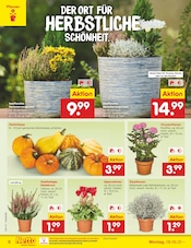 Pflanzen im Netto Marken-Discount Prospekt in Buchholz Aktueller Netto Marken-Discount Prospekt mit Pflanzen, "Aktuelle Angebote", Seite 6