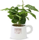 Netto Marken-Discount Neukirchen-Vluyn - Kaffeepflanze Angebot im Prospekt Kaffeepflanze bei Netto Marken-Discount im Neukirchen-Vluyn Prospekt für 2,99 €