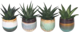 Aloe mini im V-Markt Prospekt Aloe mini von im aktuellen V-Markt Prospekt für 2,99 €
