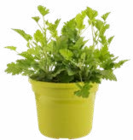 Geranium Odorant Anti-Moustiques dans le catalogue Botanic