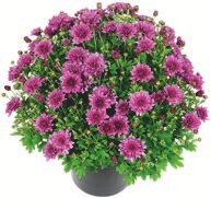 Chrysanthèmes - GARDEN FEELINGS - Aldi Chrysanthèmes - GARDEN FEELINGS à 3,29 € dans le catalogue Aldi "L'automne côté bio"