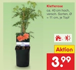 Kletterrose im aktuellen Netto Marken-Discount Prospekt