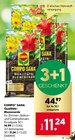 Aktuelle Blumenerde Angebote bei BayWa Bau- und Gartenmärkte in Würzburg Aktuelles Sana Qualitäts-Blumenerde Angebot bei BayWa Bau- und Gartenmärkte in Würzburg ab 11,24 €