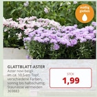 Labertaler Fachmarkt - GLATTBLATT-ASTER Angebot im Prospekt GLATTBLATT-ASTER bei Labertaler Fachmarkt im Prospekt "" für 1,99 €