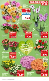 Blumen im Kaufland Prospekt in Konstanz Aktueller Kaufland Prospekt mit Blumen, "Hier bin ich richtig", Seite 16