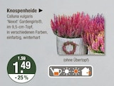 Knospenheide im V-Markt Prospekt Knospenheide von im aktuellen V-Markt Prospekt für 1,49 €