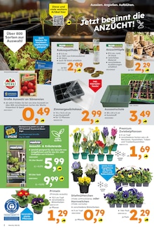 Blumen im Globus-Baumarkt Prospekt "Immer eine Idee besser" mit 8 Seiten (Leipzig)