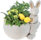 Petit lapin de pâques - Lidl à Franconville Petit lapin de pâques en promo chez Lidl Franconville à 15,99 €