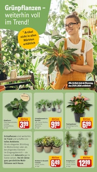 Pflanzen im REWE Prospekt "Dein Markt" mit 32 Seiten (Hannover)