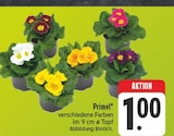 Primel bei EDEKA im Zellingen Prospekt für 1,00 €